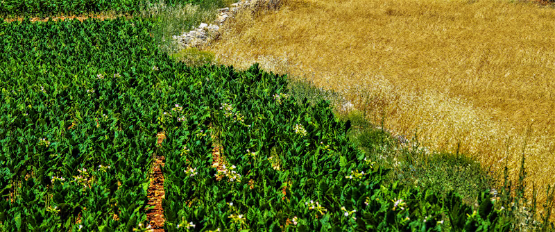 Floricultura Diniz